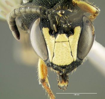Media type: image;   Entomology 610156 Aspect: head frontal view